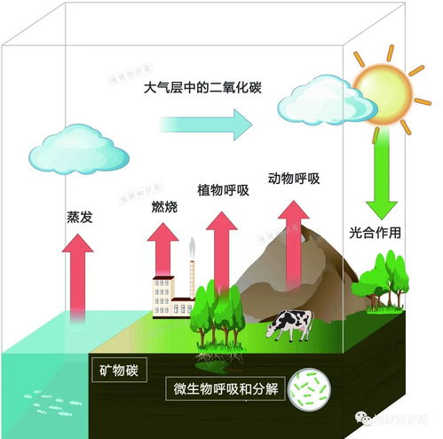 碳,从宇宙到地球