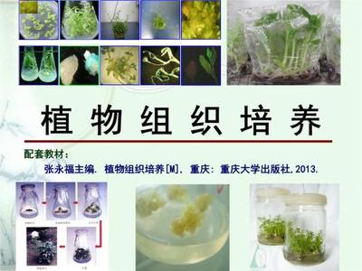 组织培养技术与生物基材料的市场前景与销售策略