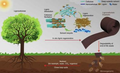 取于自然用于发展 生物基材料引领未来市场新趋势